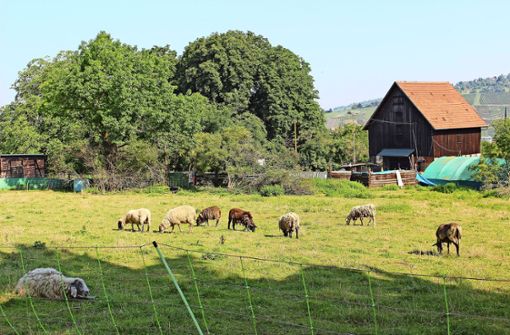 Die Schäferin hat seit Jahren ein Anwesen in Pliensauvorstadt gepachtet, dorthin wurden die Stuttgarter Schafe gebracht. Die meisten sind schon wieder anderswo. Foto: Caroline Holowiecki