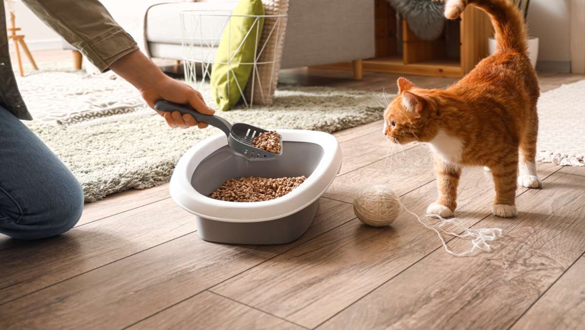 Wie oft Katzenklo reinigen? (Tipps von Tierexperten)
