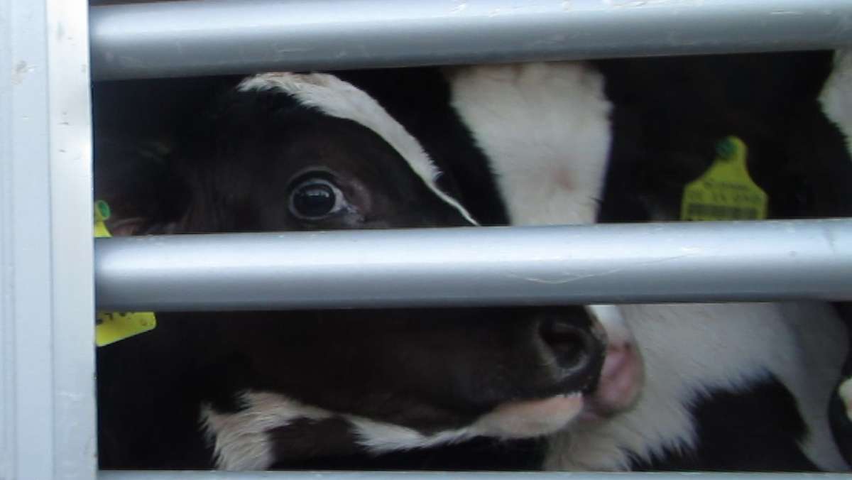 Tierschutz in Baden-Württemberg: Kälbertransporte nehmen weiter zu