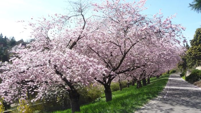 Ein Frühlingstag in Leonberg