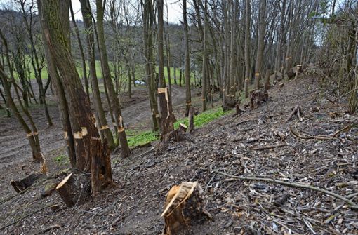 Der Bezirksbeirat Mühlhausen  kritisiert die Abholzaktion in den Auwiesen. Foto: Janey Schumacher