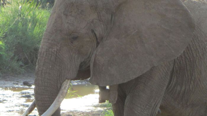 Deutscher Urlauber von Elefant schwer verletzt