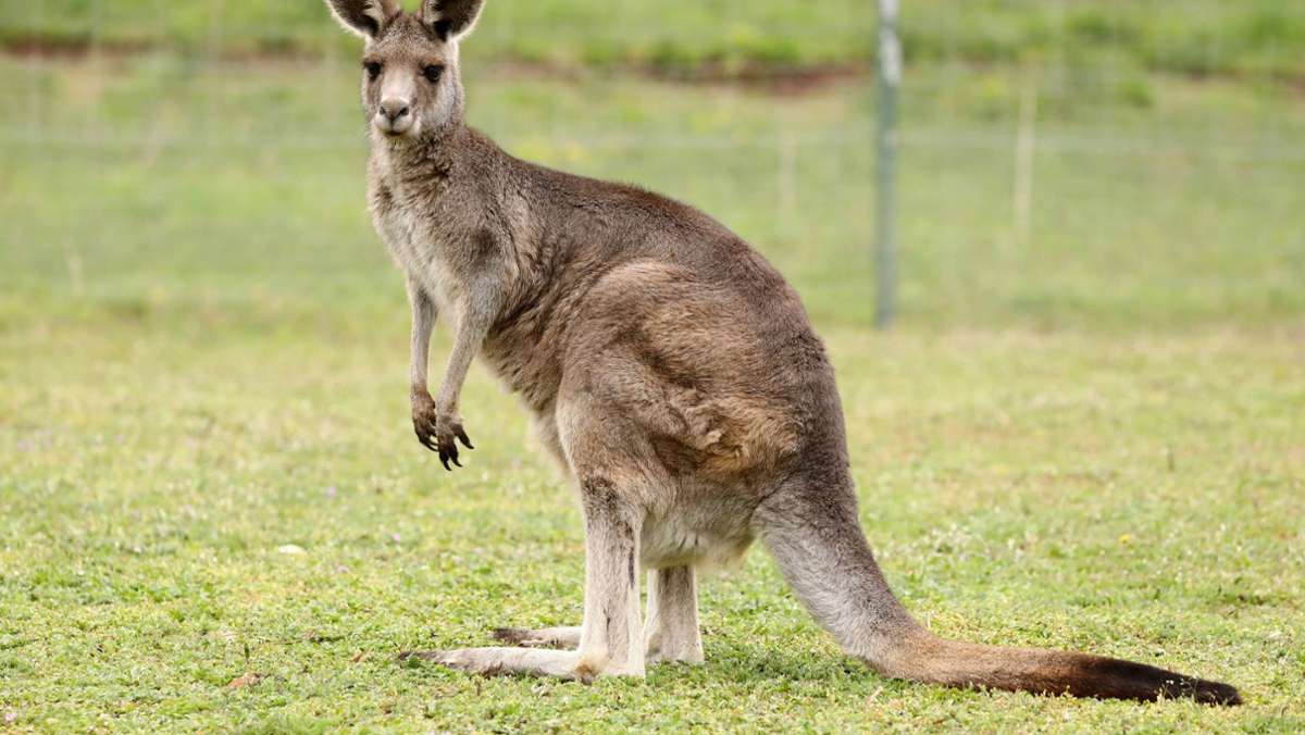 Tierisches aus Villingen-Schwenningen: Spaziergänger begegnet ausgebüxtem Känguru