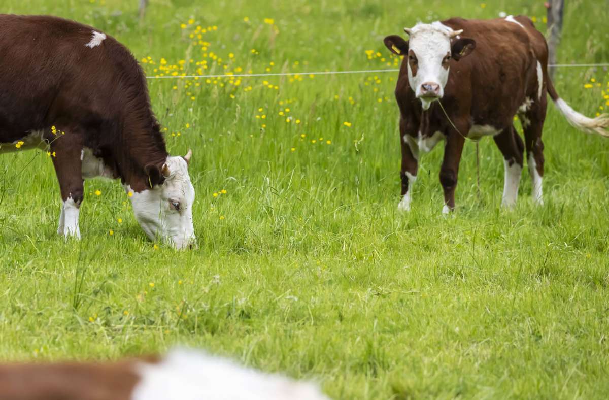 Eine Kuh hat einen Landwirt im Kreis Sigmaringen verletzt (Symbolfoto). Foto: IMAGO/Arnulf Hettrich/IMAGO/Arnulf Hettrich