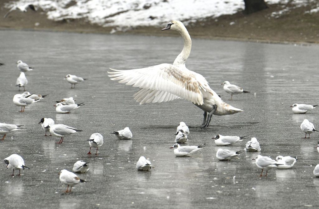 Vögel und Schwäne bekommen auf Eis keine kalten Füße.