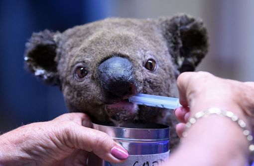 Hunderte Koalas sind durch die Buschbrände in Australien getötet oder verletzt worden. Foto: AFP/SAEED KHAN