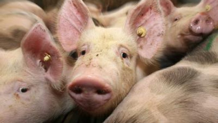Gequälte Schweine für billige Schnitzel
