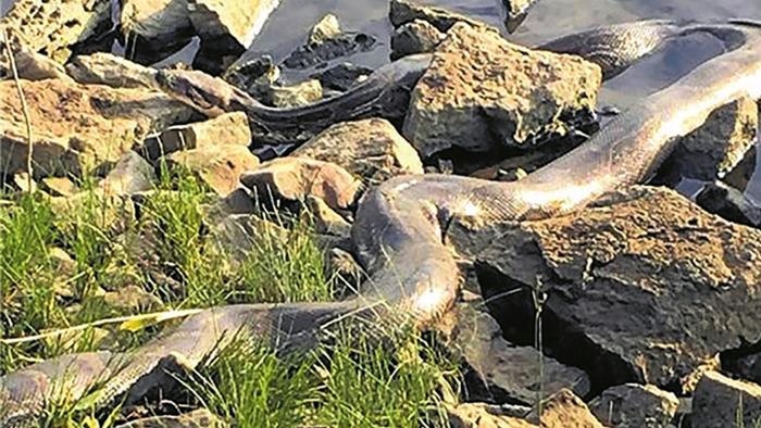 Angler finden dreieinhalb Meter lange Tigerpython an der Weser