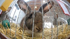 Um 33 Kaninchen hat sich die Bundespolizei kümmern müssen. Foto: dpa