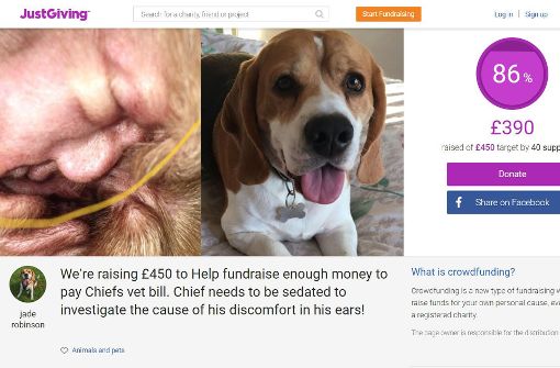 Mit diesem Foto auf der Spenden-Sammel-Plattform „Just Giving“ fing der Internet-Hype um Donald Trump im Hundeohr an. Foto: Just Giving/Jade Robinson