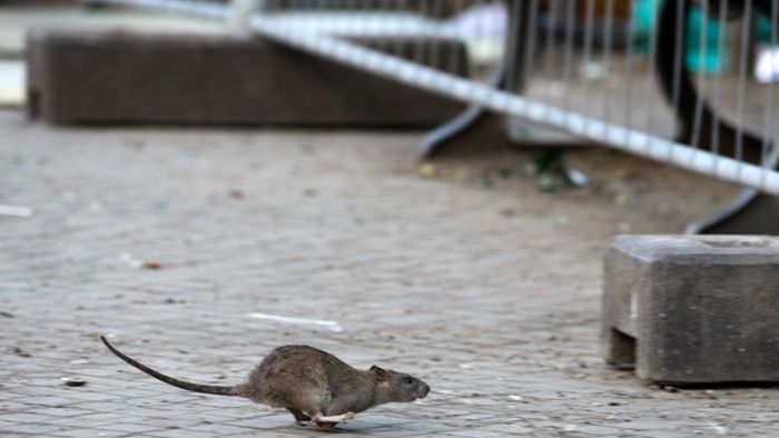 Diese Tipps helfen gegen Ratten