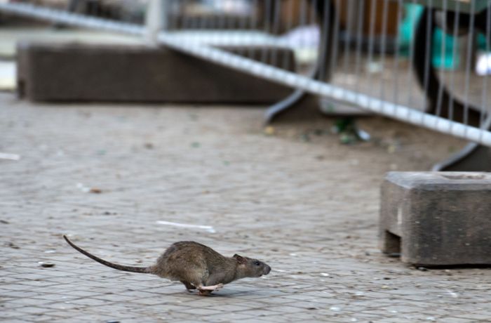 Schädlinge in der Region: Diese Tipps helfen gegen Ratten
