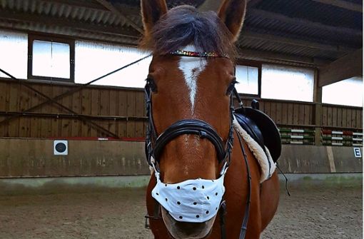 Streng nach Vorschrift: Pferd Züsi mit Maske Foto: z/Beate Traber