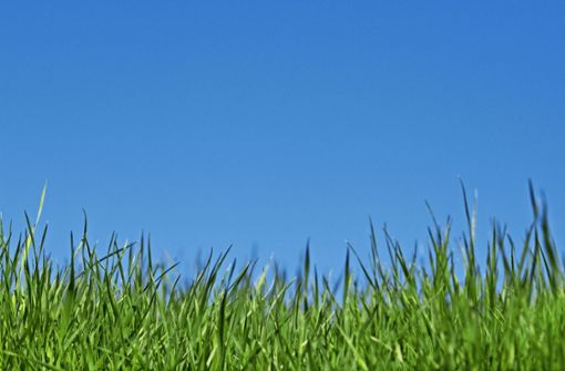 Gras ist nicht gleich Gras. Und sattes Grün ist eine Wissenschaft für sich. In Sillenbuch wohnen Zwei, die sich damit bestens auskennen. Foto: Mauritius