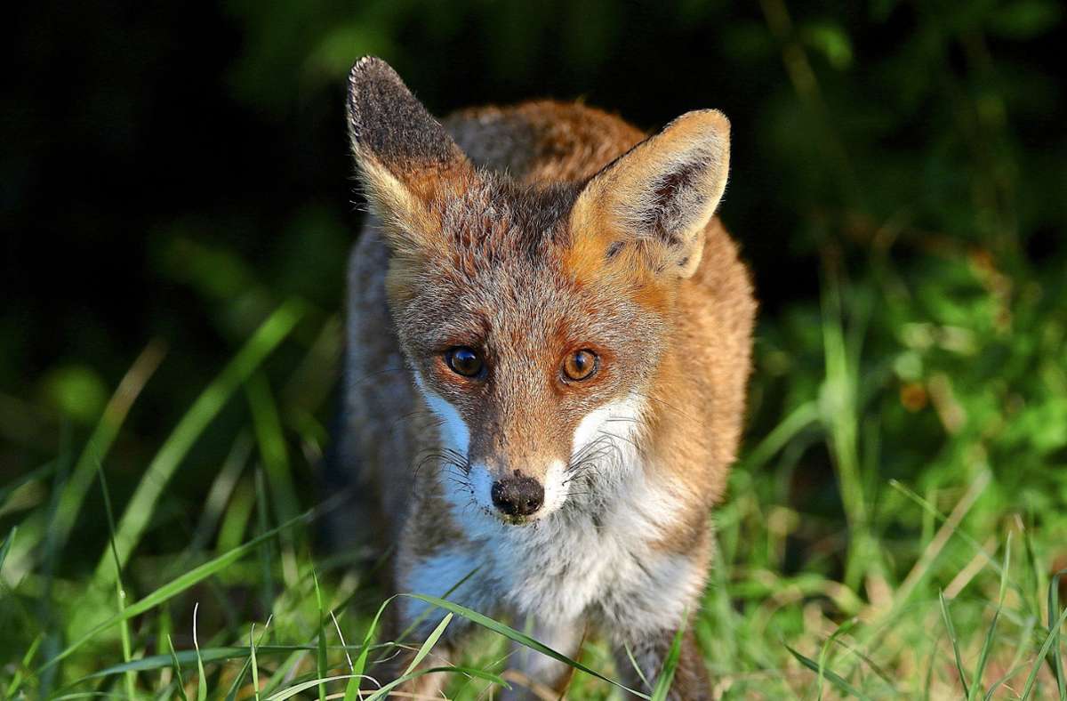 Ein markantes Fuchs-Merkmal ist die schmale Schnauze.Foto: Michael Eick Foto:  