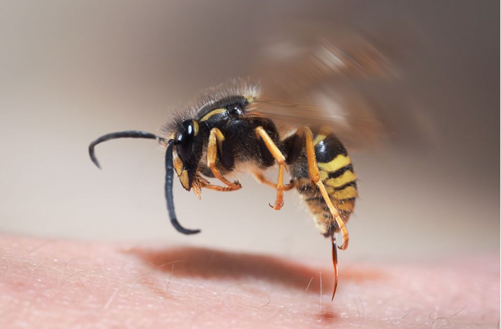 Ein Wespenstich hat in Oppenweiler zu einem Unfall geführt. (Symbolbild) Foto: Shutterstock/Irina Kozorog