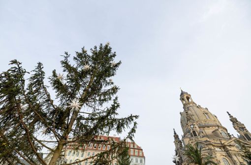 Dieser kahle Baum vor der Frauenkirche in Dresden sorgt für Spott. Foto: dpa/Daniel Schäfer