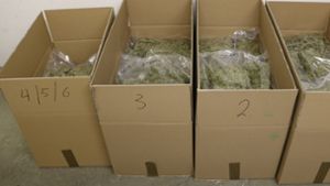 Rund 30 Kilogramm Marihuana wurden bei einer Durchsuchung im Rhein-Neckar-Kreis von der Polizei Mannheim sichergestellt. Foto: dpa/Polizei Mannheim