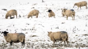 Wann ist 2023 die Schafskälte?