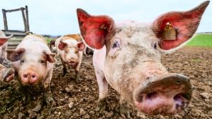 Glücklich: Beim Industriegebiet von Herrenberg-Gültstein wohnen rund 60 Schweine auf einer Weide. Foto: Simon / Granville