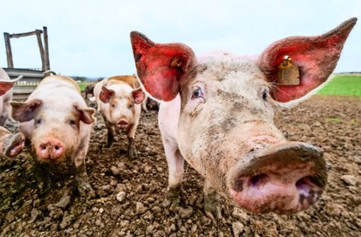 Glücklich: Beim Industriegebiet von Herrenberg-Gültstein wohnen rund 60 Schweine auf einer Weide. Foto: Simon / Granville