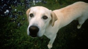 Ein Hund soll in Bonlanden einen Giftköder gefressen haben. Die Polizei rät Hundebesitzern zur Vorsicht beim Gassigehen. Foto: Archiv