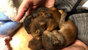 Feuerwehr rettet Eichhörnchen-Babys