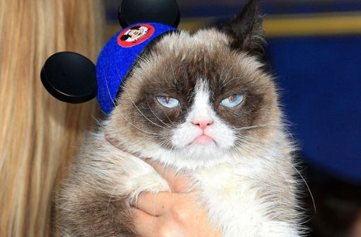 Grumpy Cat: Ein Gendefekt sorgte für die charakteristische Mimik. Foto: dpa