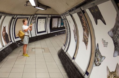 Katzen statt Werbung – dieses Konzept scheint bei den Londonern gut anzukommen. In der U-Bahn-Station Clapham Common hat das Kollektiv Glimpse insgesamt 68 Werbeplakate mit Katzenbildern ersetzt. Kostenpunkt: rund 27 000 Euro. Foto: Glimpse