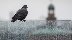 Bei Aprilwetter im Juli hat eine Taube im Supermarkt Schutz gesucht. Foto: dpa