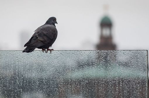 Bei Aprilwetter im Juli hat eine Taube im Supermarkt Schutz gesucht. Foto: dpa