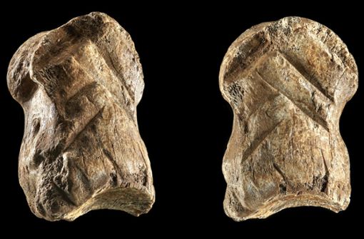 Einhornhöhle: Der Neandertaler-Fund gilt unter Archäologen als Sensation, weil er zeigt, dass die Neandertaler vor mehr als 50 000 Jahren schon erstaunliche kognitive Fähigkeiten hatten. Foto: Volker Minkus/Niedersächsisches Landesamt für Denkmalpflege/dpa