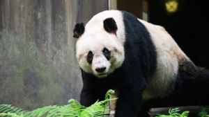 Weltältester Panda im Alter von 38 Jahren gestorben