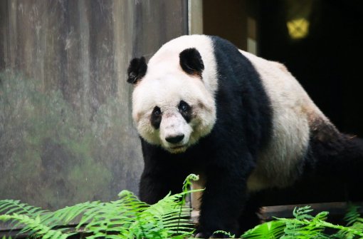 Panda-Dame Jia Jia war der absolute Liebling des Freizeitparks in Hongkong. Im Alter von 38 Jahren musste sie eingeschläfert werden. Foto: afp