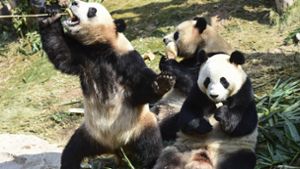 Die letzten lebenden Pandas haben bald richtig viel Platz. Foto:  