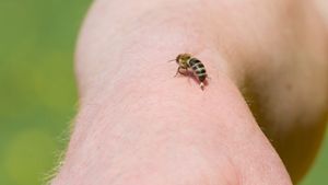Warum sterben Bienen nach einem Stich?
