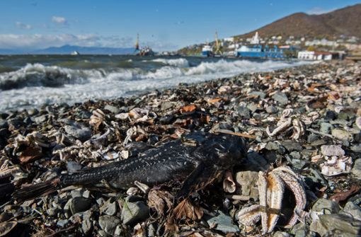 Ein toter Fisch liegt am Strand von Khalaktyr auf der Halbinsel Kamtschatka zwischen verendeten Seesternen. Foto: Dmitry Sharomov/Greenpeace Russi/dpa