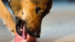 Rohes Fleisch für Hunde hat viele Bakterien