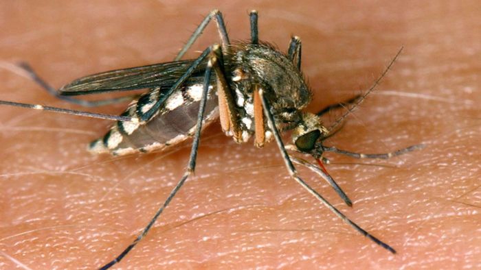 Mücken werden als Überträger von Krankheiten immer gefährlicher