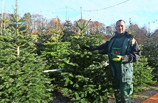 Seit 35 Jahren verkauft die Familie Stuber Weihnachtsbäume. In der Adventszeit ist Frank Stuber fast jeden Tag von 9 bis 19 Uhr auf dem Parkplatz am Freibad. Foto: Wiebke Wetschera