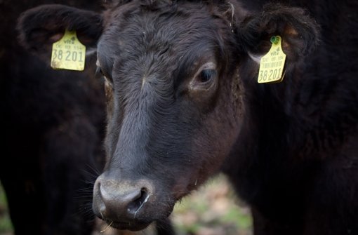 Wagyu-Rind eines deutschen Züchters. Das Fleisch zählt zu den teuersten Lebensmitteln Foto: dpa