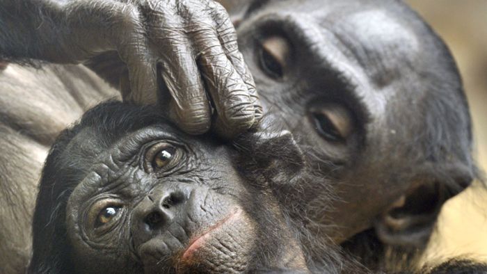Bonobo-Mutter trägt totes Jungtier seit Tagen bei sich