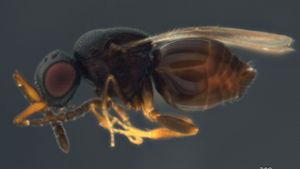 Eine Wespe namens „Aphanogmus kretschmanni“