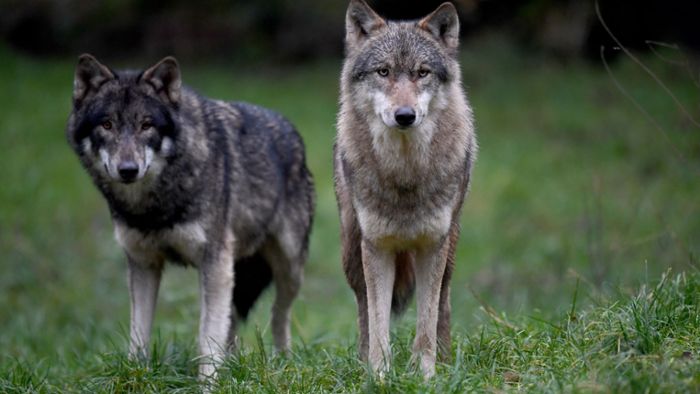 Forscher gehen von künftig 100 Wölfen im Land aus