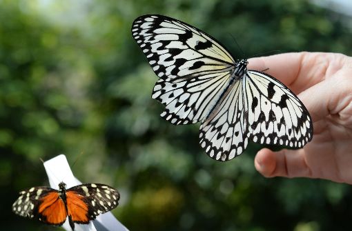 Im Briefumschlag, aber nicht per Post: Eine Tierpflegerin der Wilhema läßt die frisch eingetroffenen Schmetterlinge im Schmetterlingshaus der Wilhelma frei. Foto: dpa