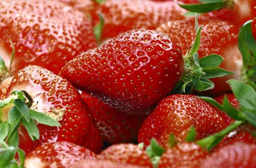 Die roten Früchte schmecken nicht nur süß, sie sind auch sehr gesund. Foto: dpa/Soeren Stache