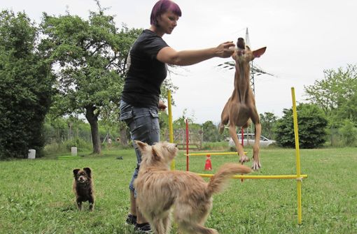 Elisabeth Oeser, bietet Kurse an, die Hund und Mensch gleichermaßen beibringen, was sie für den Hundeführerschein können müssen. Foto: Hundeschule  Anders Artig