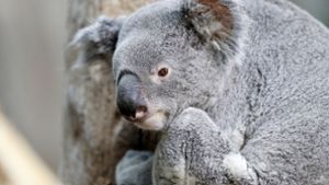 Lebt seit einem Jahr im Leipziger Zoo: Koala Oobi-Ooobi (3) Foto: dpa