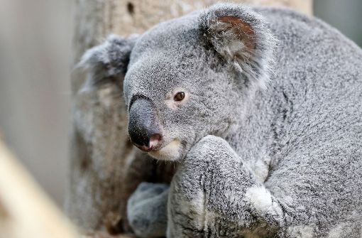 Lebt seit einem Jahr im Leipziger Zoo: Koala Oobi-Ooobi (3) Foto: dpa