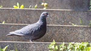 Über 80 enthauptete Tauben entdeckt